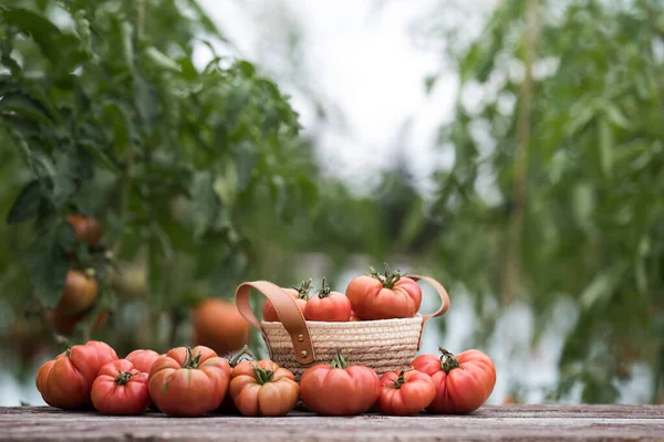 Røde Tomater Drivhus Økologiske Fødevarer - Stock-foto