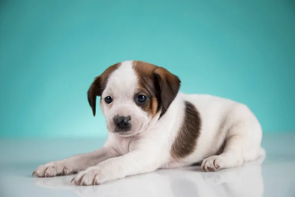 Little Puppy Dogs Animals Concept — Stock fotografie