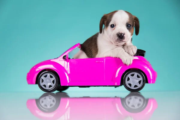 Χαριτωμένο Σκυλί Ένα Ροζ Αυτοκίνητο — Φωτογραφία Αρχείου