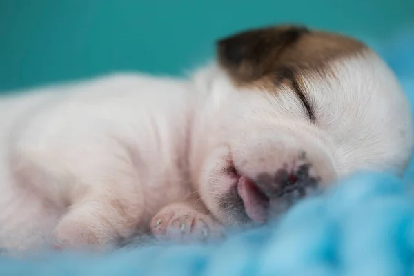 Little cute puppies are sleeping on a blanket