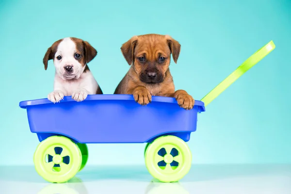 Leuke Hondjes Een Speelgoedauto — Stockfoto