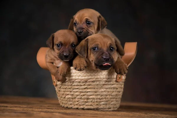 Hunde Weidenkorb — Stockfoto