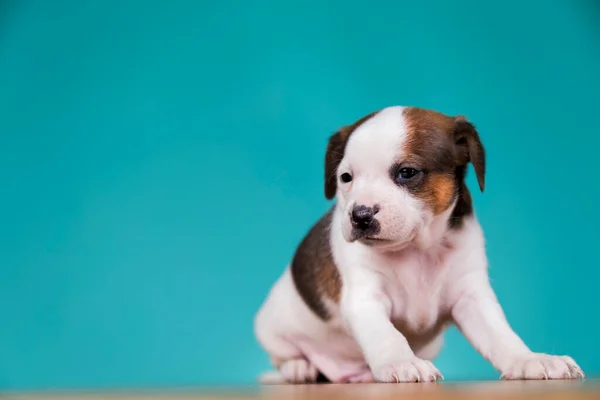 Cão Cachorro Bonito Conceito Animais — Fotografia de Stock