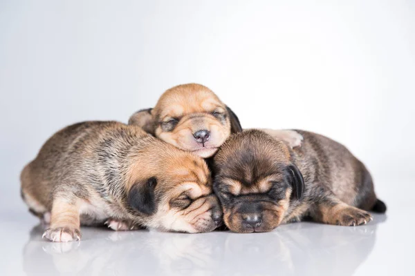 Cães Pequenos Dormir Fundo Branco — Fotografia de Stock