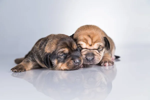 Маленькие Собаки Спят Белом Фоне — стоковое фото