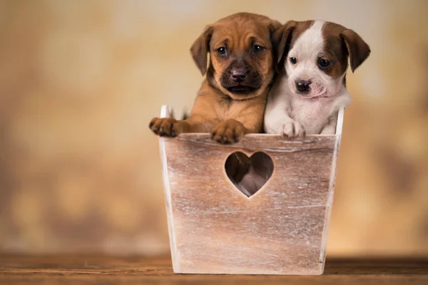 상자에 강아지 — 스톡 사진