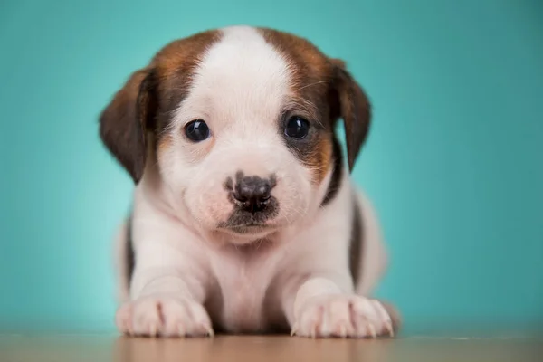 Cagnolini Concetto Animali — Foto Stock