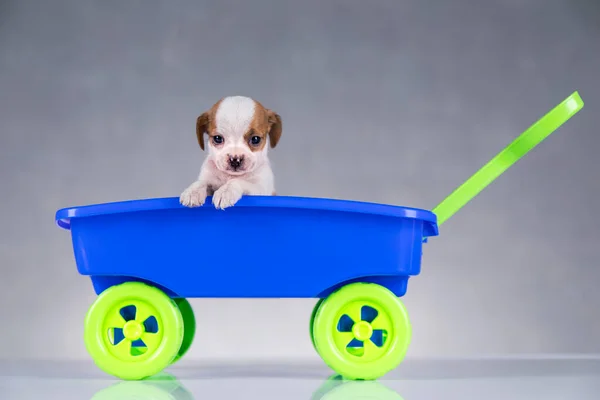 Little Dog Toy Wagon — Stock Photo, Image