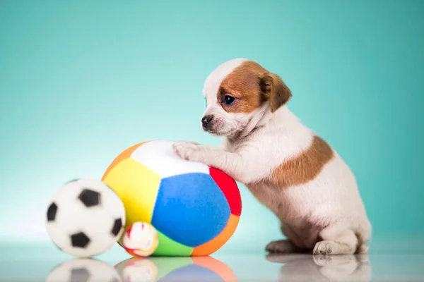 กหมาท ความส งเล กบอล — ภาพถ่ายสต็อก