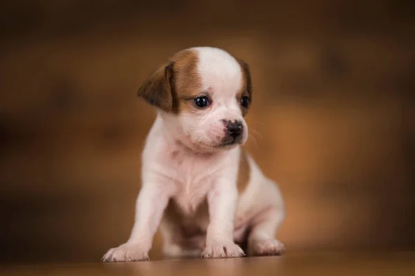 Stock image Puppy dog on a wooden background