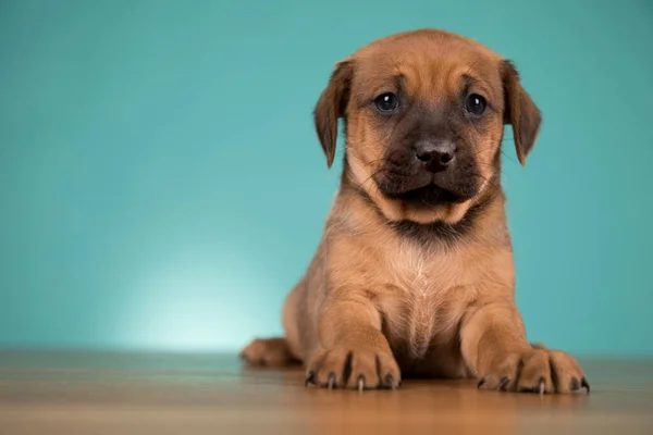 Niedlichen Welpen Hund Tiere Konzept — Stockfoto
