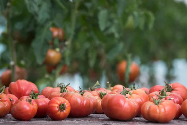 stock image Vegetables, Tomatoes,  on desk in garden 