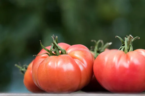 Tomates Huerta Productos Ecológicos — Foto de Stock