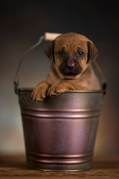 Small Dog Metal Bucket — Stock Photo, Image