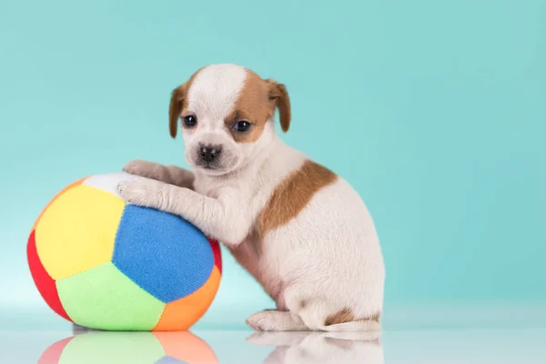 Cachorro Feliz Está Brincando Com Uma Bola — Fotografia de Stock