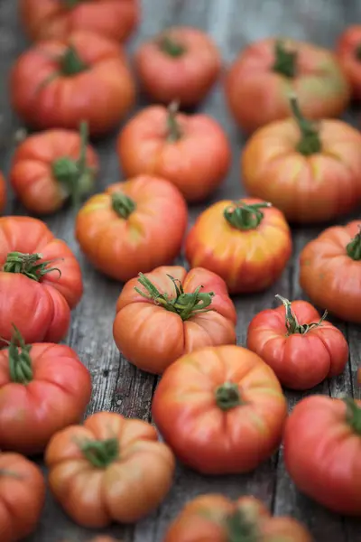Κόκκινες Ντομάτες Θερμοκήπιο Βιολογικά Τρόφιμα — Φωτογραφία Αρχείου