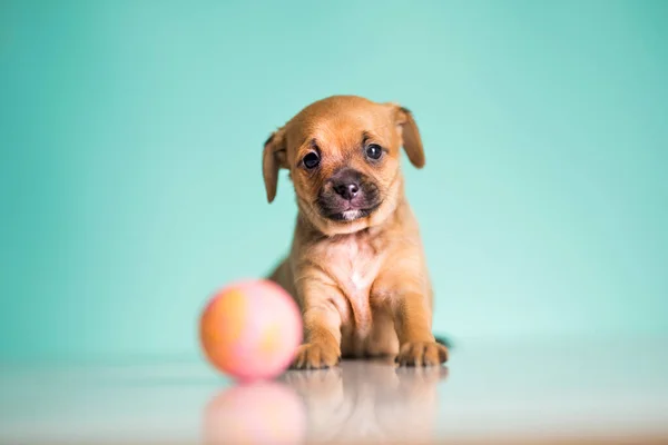Puppy Dog Playing Ball — Stock Photo, Image