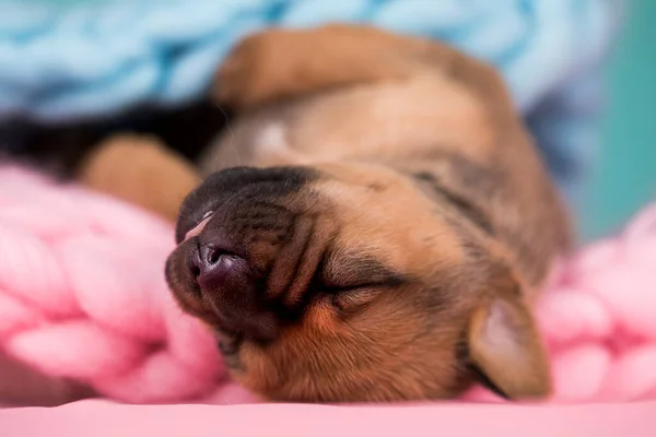 Lindo Cachorrinho Dorme Cobertor — Fotografia de Stock