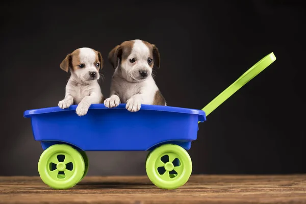 장난감 귀여운 강아지들 — 스톡 사진