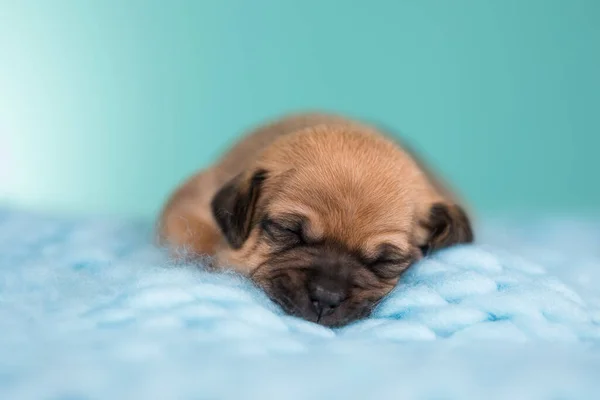 かわいい子犬が毛布の上で寝ています — ストック写真