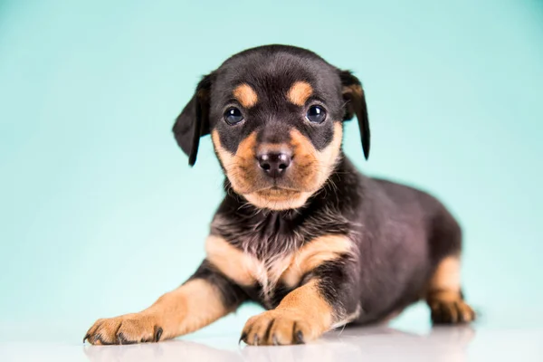 Pet Little Puppy Dog Animals Concept — Stock Photo, Image