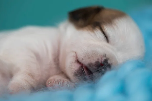 Kleine Süße Welpen Schlafen Auf Einer Decke — Stockfoto