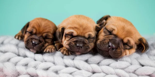 Mascotas Cachorro Perro Duerme Una Manta — Foto de Stock