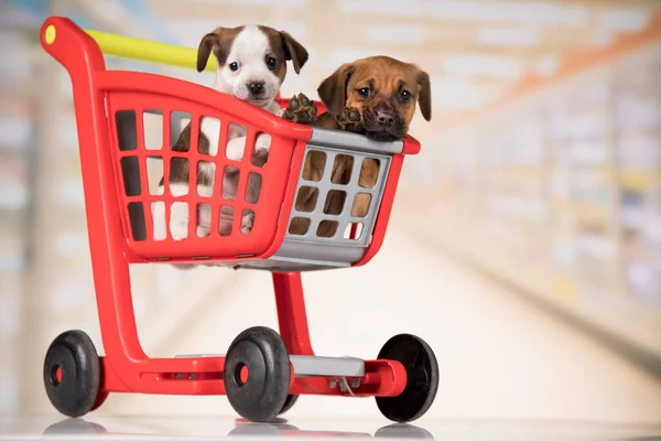 Cute Doggies Shopping Cart — Stock Photo, Image