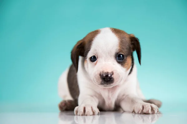 Pet Little Puppy Dog Animals Concept — стоковое фото