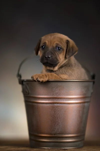 Σκύλος Μεταλλικό Κουβά Φωτογραφία Αρχείου
