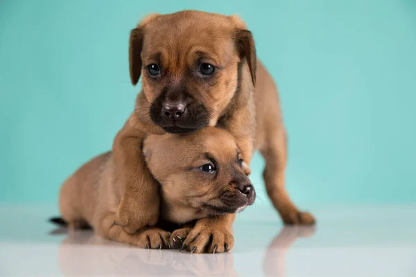Twee Kleine Honden Puppy Dieren Concept Rechtenvrije Stockafbeeldingen