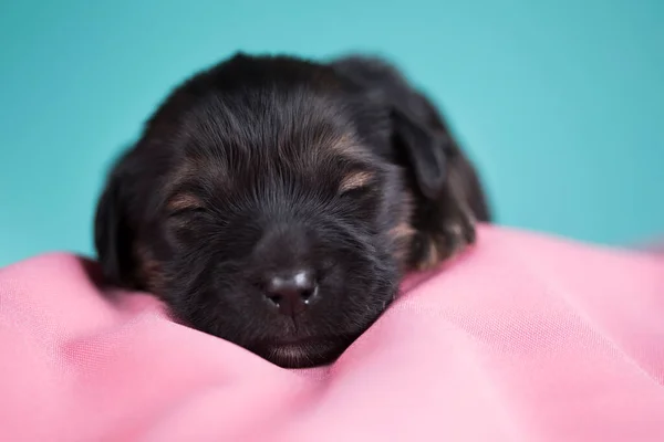 Σκύλος Κοιμάται Ροζ Κουβέρτα Φωτογραφία Αρχείου