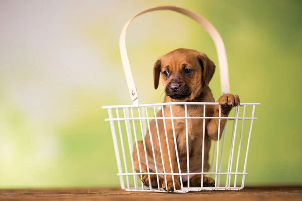 Huisdier Kleine Puppy Dieren Concept Stockfoto