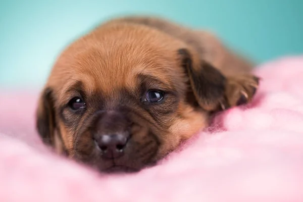 毛布の上で寝ている犬 ストックフォト