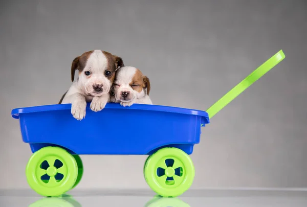おもちゃのワゴンでかわいい犬 ストック写真
