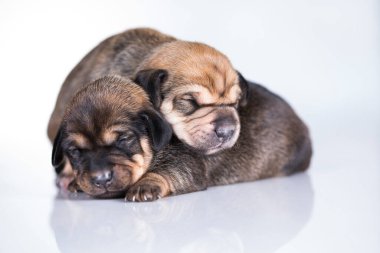 Küçük bir köpek, beyaz arka planda uyur.