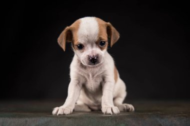 Siyah arka planda küçük köpek.