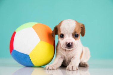 Yavru köpek topla oynuyor.