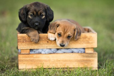 Çimlerin üzerinde tahta bir sandıkta iki küçük sevimli köpek.
