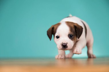 Şirin köpek yavrusu, hayvan konsepti.