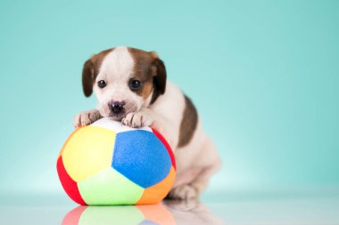 Yavru köpek topla oynuyor.