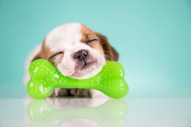 Köpek lastik bir kemikle uyur.