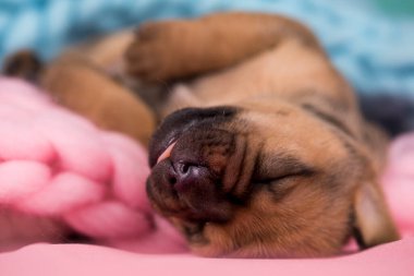 Küçük şirin yavrular battaniyenin üzerinde uyuyorlar.