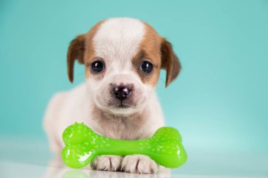 Köpek lastik bir kemikle uyur.