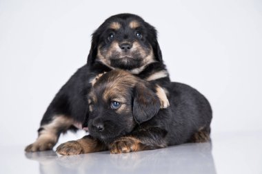 Beyaz arka planda güzel küçük bir köpek.