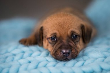 Yavru köpek uyuyor.