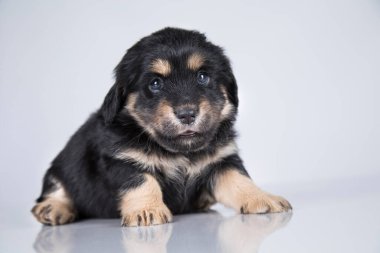 Beyaz bir arka planda küçük köpek