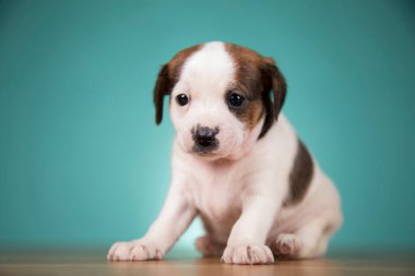Şirin köpek yavrusu, hayvan konsepti.