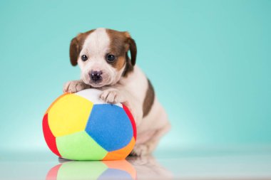 Mutlu bir köpek yavrusu topla oynuyor.