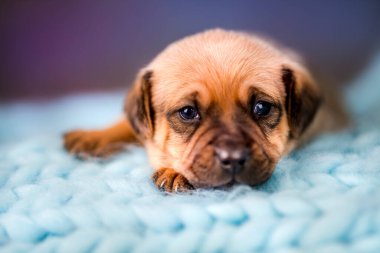 Yavru köpek uyuyor.